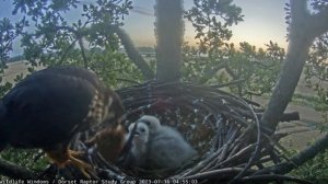 Ужин с видом на закат самка сапсана принесла редкий деликатес – полевую мышь!