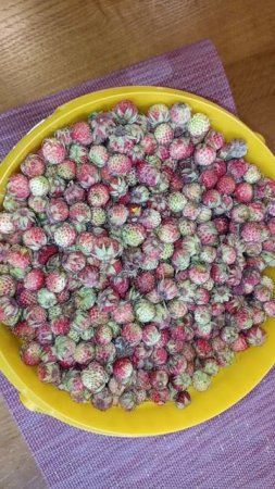 полевая клубника или земляника? 🍓