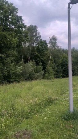 Замечательный лес в парке
