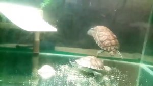 Почему информация про красноухих черепах расходится. Вопрос противоречий в нюансах содержания