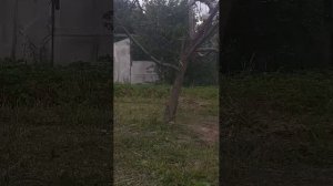 птици на летней кормушке онлайн!