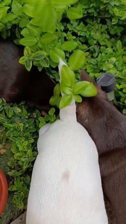 Облюбовали кустик.