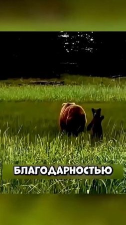 Очень захватывающая история про благодарность медведей