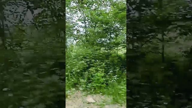 Лесная дорога. Сахалин.mp4