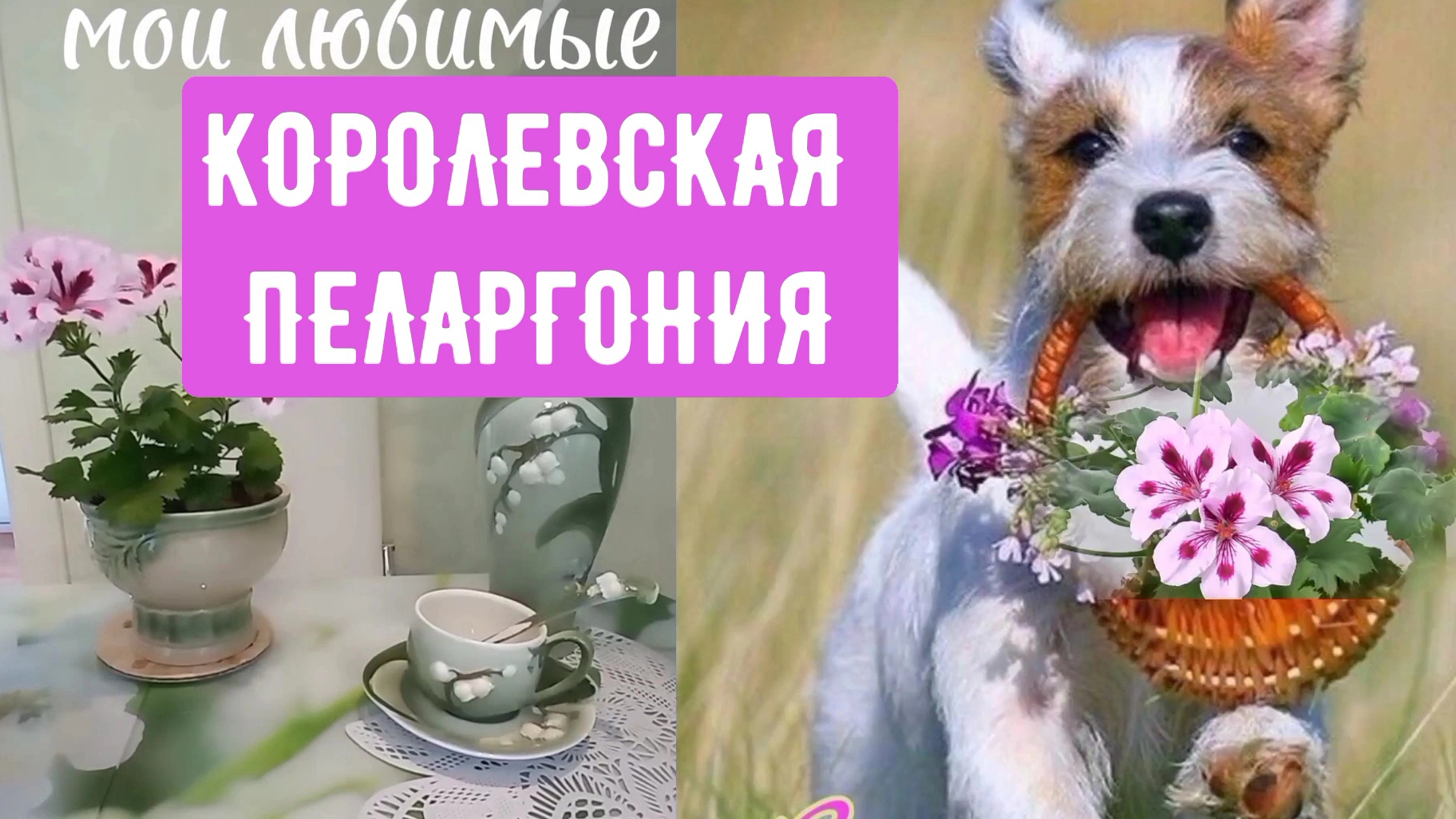 Королевская пеларгония.  Спасла загнивший черенок. Вырос красивый цветок.