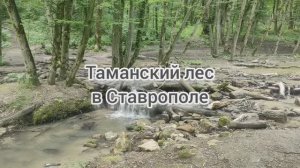 Место для отдыха на природе в Ставрополе - Таманский лес и Холодные родники