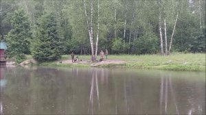 Утренний обзор с нижнего водоёма. Клёвое место, Лосиный остров.