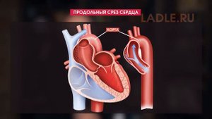 Кровеносные сосуды человека. Виды кровотечений. Биология 8 класс. Анатомия. Кровеносная система ЕГЭ