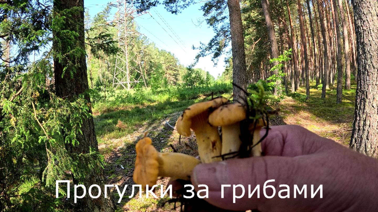 Прогулки за грибами.  Вдоль дорог тоже можно найти лисички.