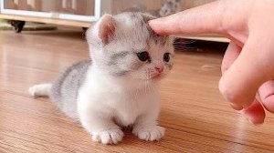 ПРИКОЛЫ С ЖИВОТНЫМИ ДО СЛЕЗ #83 Смешные КОТЫ И СОБАКИ  Приколы