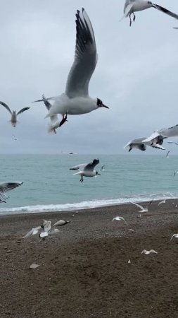 Завораживающие торнадо из птиц .