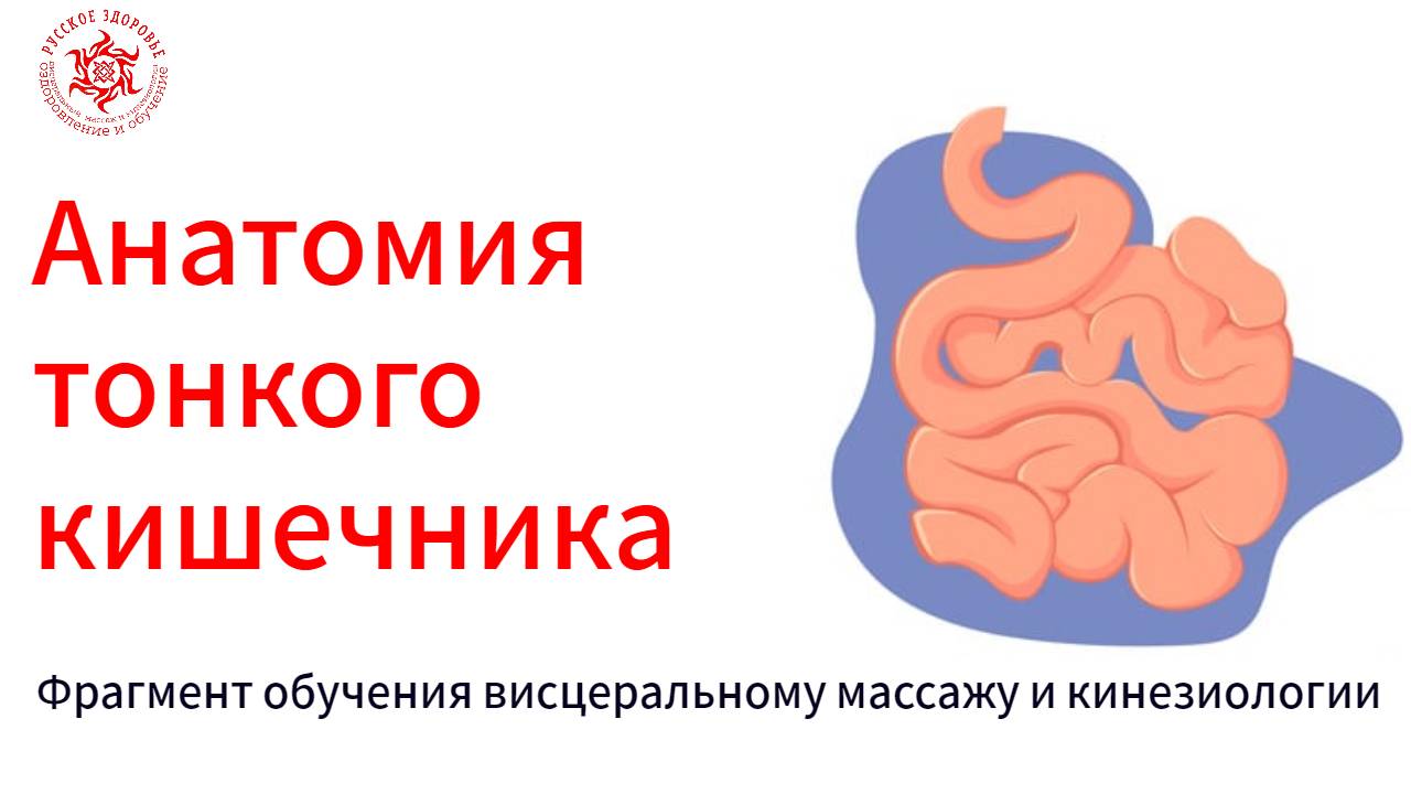 Анатомия тонкого кишечника.  Фрагмент обучения висцеральному массажу и кинезиологии