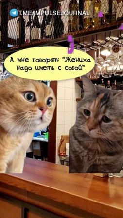 Действительно (Мяукаем в телеграм Импульс Журнал 👉 @impulsejournal ) #пустьговорят #коты