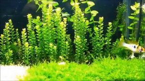 Бакопа амплексикаулис-аквариумное растение