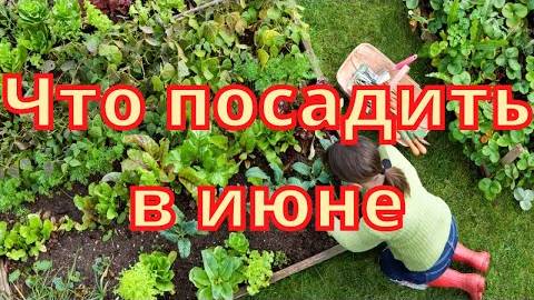 Что посадить в июне? Овощи, зелень и цветы, которые успеют дать урожай до осени!