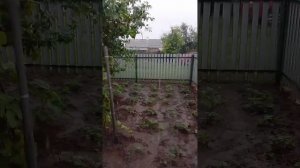 поливает нас поливает