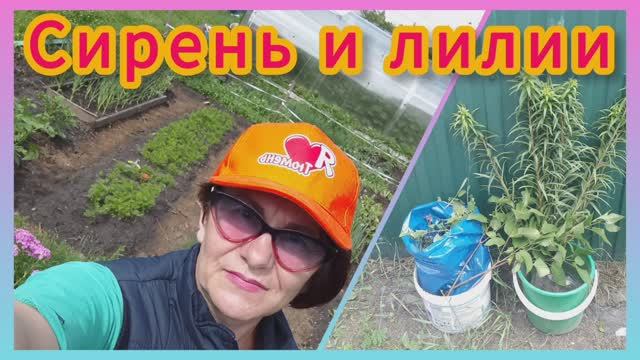 Сажаем сирень и лилии в июне. Продолжаю облагораживать участок. Ландшафтный дизайн!