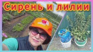Сажаем сирень и лилии! 🌺Продолжаю облагораживать участок. Ландшафтный дизайн!