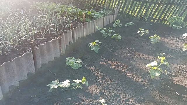 1000030189.mp4. 22-06-2027 года. И снова здравствуйте. Обзор усадьбы.