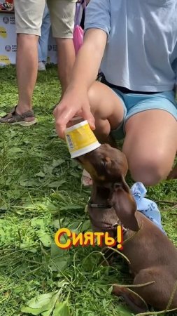 Ждем тебя 6 июля на фестивале-пикнике "Собаки, друзья и человеки"