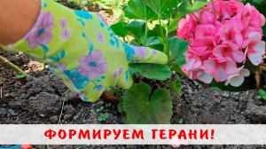 Как формировать пеларгонию в открытом грунте! Обрезаем герани!