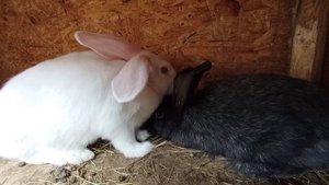 Кролики. Серебристый и поместный