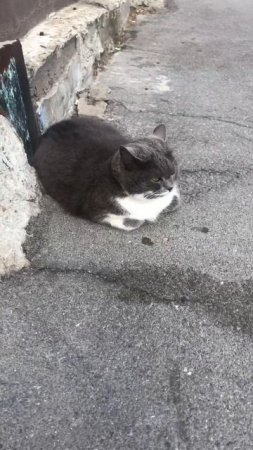 Кошка на Чехова