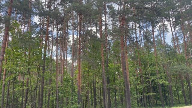 Лес в Брянской  области смотреть онлайн