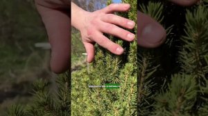 Какие растения посадить на кладбище  #сад #дача #garden #shorts  #огород #комнатныерастения