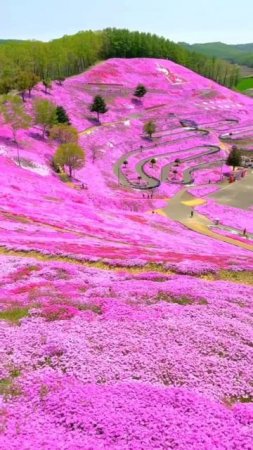 🌸 Япония 

Цветение мохового флокса в парке Хигасимокото Сибазакура, Хоккайдо.