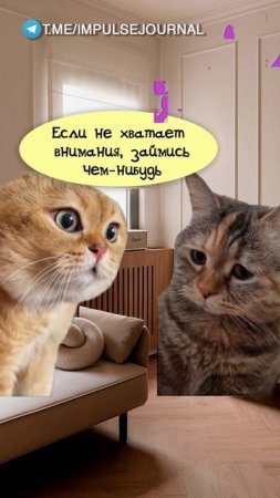 И никаких проблем (Мяукаем в телеграм Импульс Журнал 👉 @impulsejournal ) #пустьговорят #коты