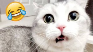ПРИКОЛЫ С КОТАМИ😹 СМЕШНЫЕ КОТЫ И СОБАКИ🐶😹 СМЕШНОЕ ВИДЕО С ЖИВОТНЫМИ, ЮМОР