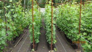 Июнь 2025 года. Чеканка винограда...