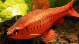 Барбус вишневый