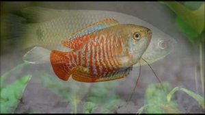 ЛАБЕРИНТОВЫЕ РЫБЫ