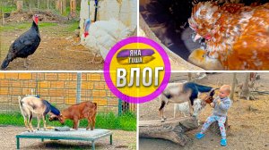 Цыплята - вылупляются! Козы - дурят! Новый индюк - в шоке! Мы - работаем! Крымский Хутор