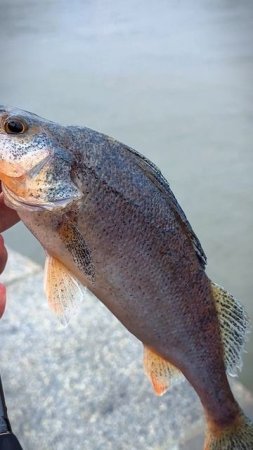 НОРМАЛЬНЫЙ РЫБ 🎣