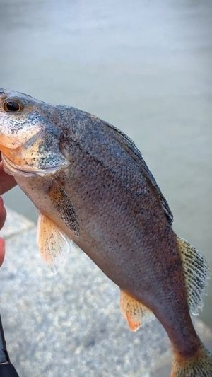 НОРМАЛЬНЫЙ РЫБ 🎣