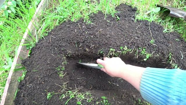 Размножение жимолости зеленым черенкованием