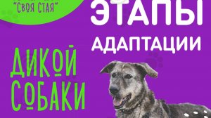 ЭТАПЫ АДАПТАЦИИ ДИКИХ СОБАК К ЖИЗНИ С ЛЮДЬМИ