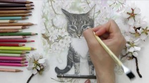 кошечка и сакура приглашение в клуб