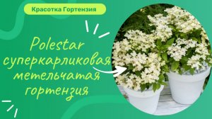Суперкарликовая метельчатая гортензия Polestar 🌿 Начало цветения 😍