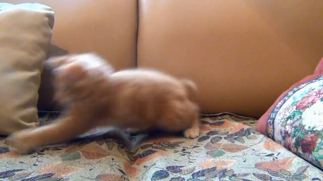 Улыбнись! Самые забавные моменты с кошками.