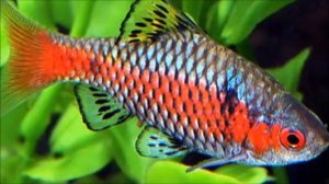 БАРБУСЫ - НАЗВАНИЯ,УХОД,РАЗМНОЖЕНИЕ