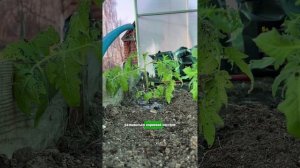 Почему важно прищипывать растения #комнатныерастения #shorts  #сад #дача #огород #garden #цветы
