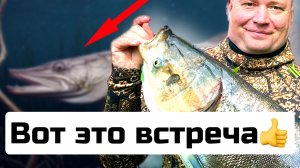 Подводная охота в закоряженном месте. Какая здесь прячется рыба? Щука и не только.