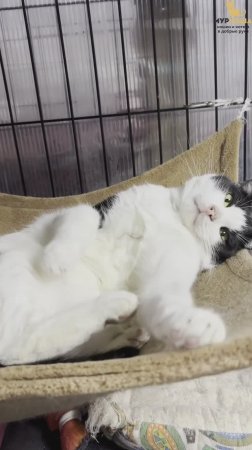 Канкун ждёт вас в приюте #Муркоша