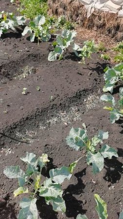 Огород где все растет на 21 июня 2025 года