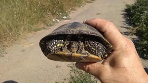 Болотная черепаха...