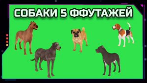 СОБАКИ видео GREEN SCREEN футаж. ХРОМАКЕЙ АНИМАЦИЯ на зелёном экране.